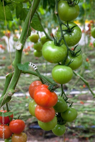 Fototapeta Naklejka Na Ścianę i Meble -  Greenhouse.  Horticulture. Growing Tomatoes netherlands