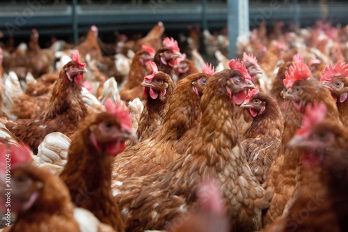 Free range chicken. Poultry. Caroussel stable. Netherlands. Farming photo