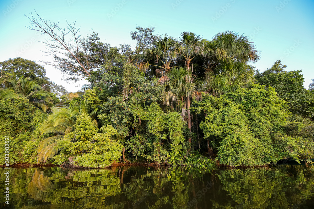 Tropical forest on the Sandoval lake. Tambopata, Peru.