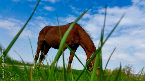 the horse is grazing in the meadow