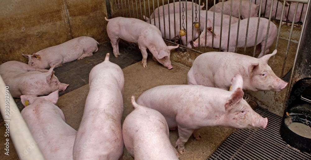 Pigs in stable. Netherlands. Farming. Pigs in stable. Netherlands. Farming.
