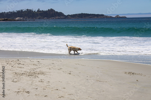 Dog in Surf on Carmel Beach
