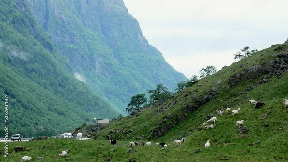 Herd of brown, white and black goats free grazing on the green grass of a mountainside near a highway with traffic on a cloudy gray summer day in Norway. Herd of brown, white and black goats free grazing on the green grass of a mountainside near a highway with traffic on a cloudy gray summer day in Norway.