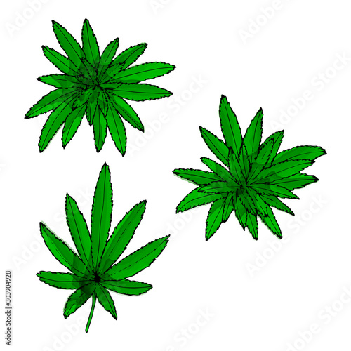 The Hemp bush collection. Hand drawn vector cannabis set. Botanic watercolor style illustration.