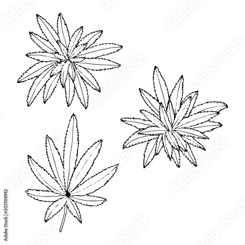 The sketch hemp bush collection. Outline hand drawn vector cannabis set. Botanic plant illustration.