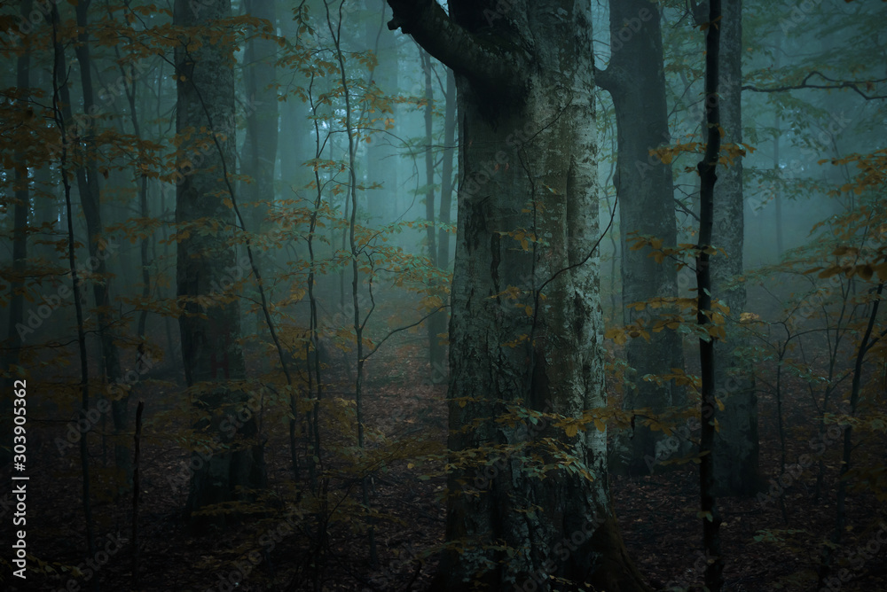 Foggy scary morning in the forest during a rainy day - obrazy, fototapety, plakaty 