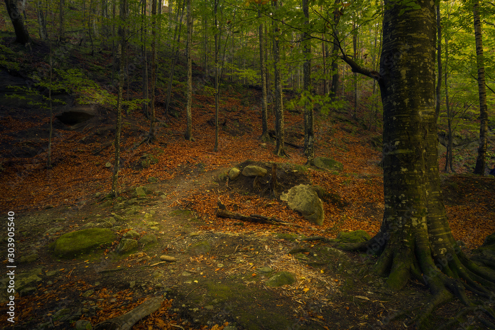 Small hiker path in the forest during daytime on a beautiful autumn day Small hiker path in the forest during daytime on a beautiful autumn day