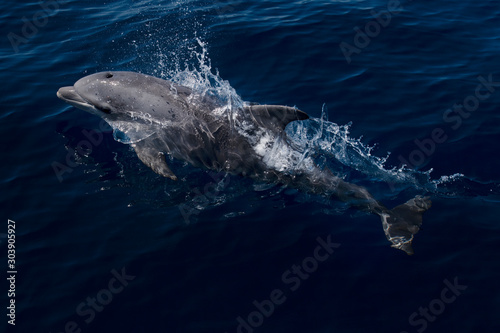 Delfin  © Max40547