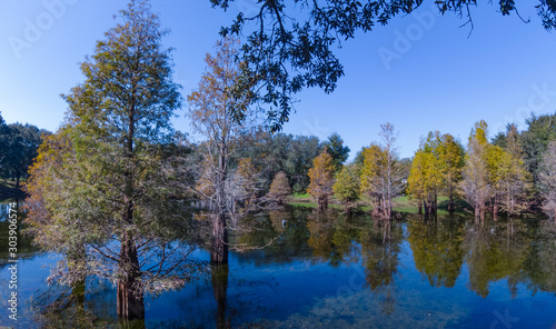 Metasequoia glyptostroboides tree grown in water