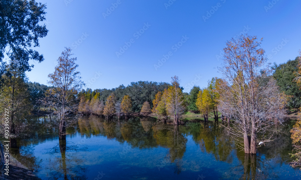 cypress tree grown in water