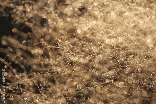 Morning dew on dry grass at the natural morning sunlight. Autumn grass background with blurred bokeh lights effect