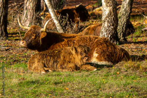 cow laying down in forrest