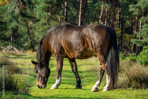 Horse in forrest