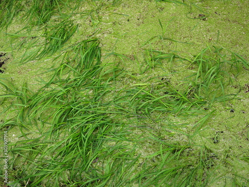 pond covered with green duckweed and grass