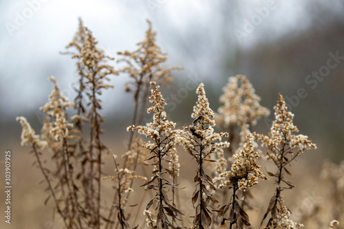 Dried Goldenrod