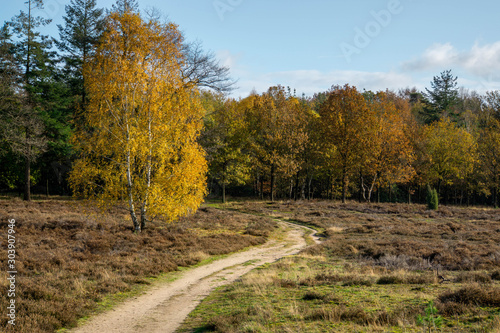 road in autumn forest