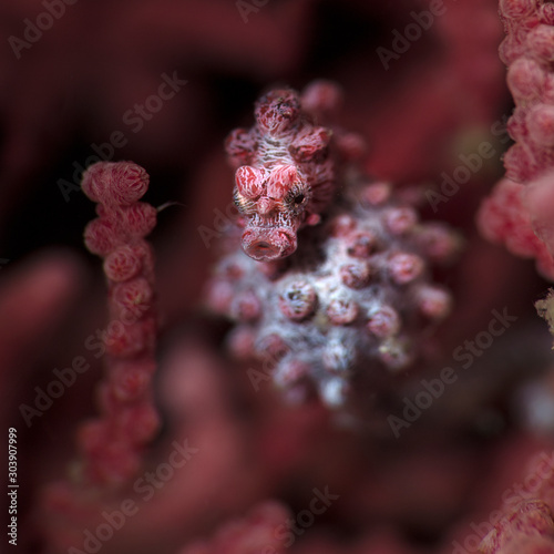 Pygmy seahorse also known as Bargibant's seahorse (Hippocampus bargibanti). Underwater macro photography from Lembeh, Indonesia