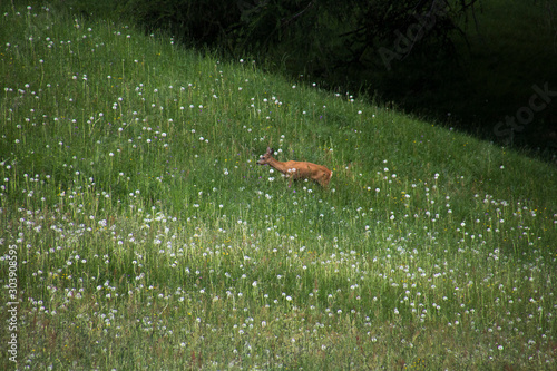 A deer eating © Flurin