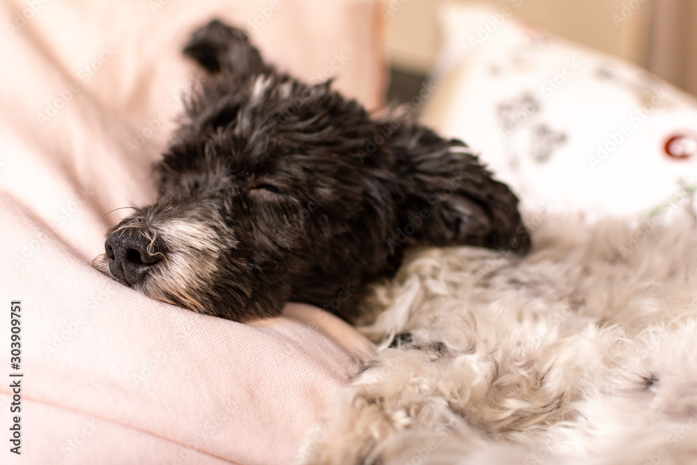 Schlafender Hund Schlafender Hund