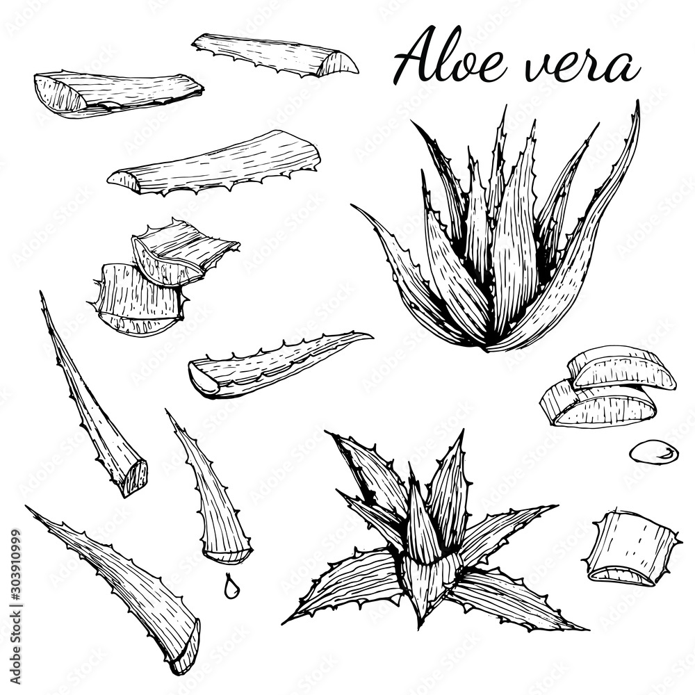 Aloe vera organic plant set with bunch and leaves, Hand drawn line art, ink drawing vector illustratin on white background Aloe vera organic plant set with bunch and leaves, Hand drawn line art, ink drawing vector illustratin on white background