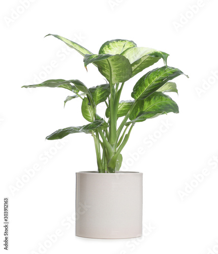 Pot with Dieffenbachia plant isolated on white. Home decor photo