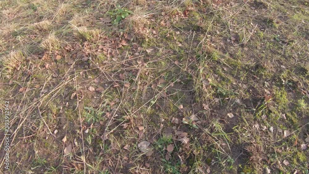 Dead grass and fallen leaves Dead grass and fallen leaves