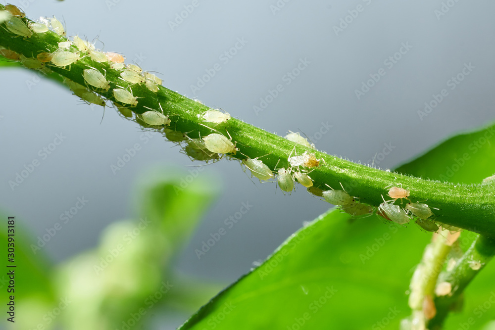 Φωτογραφία Insect pests, aphid, on the shoots and fruits of plants, Spider mite on flowers