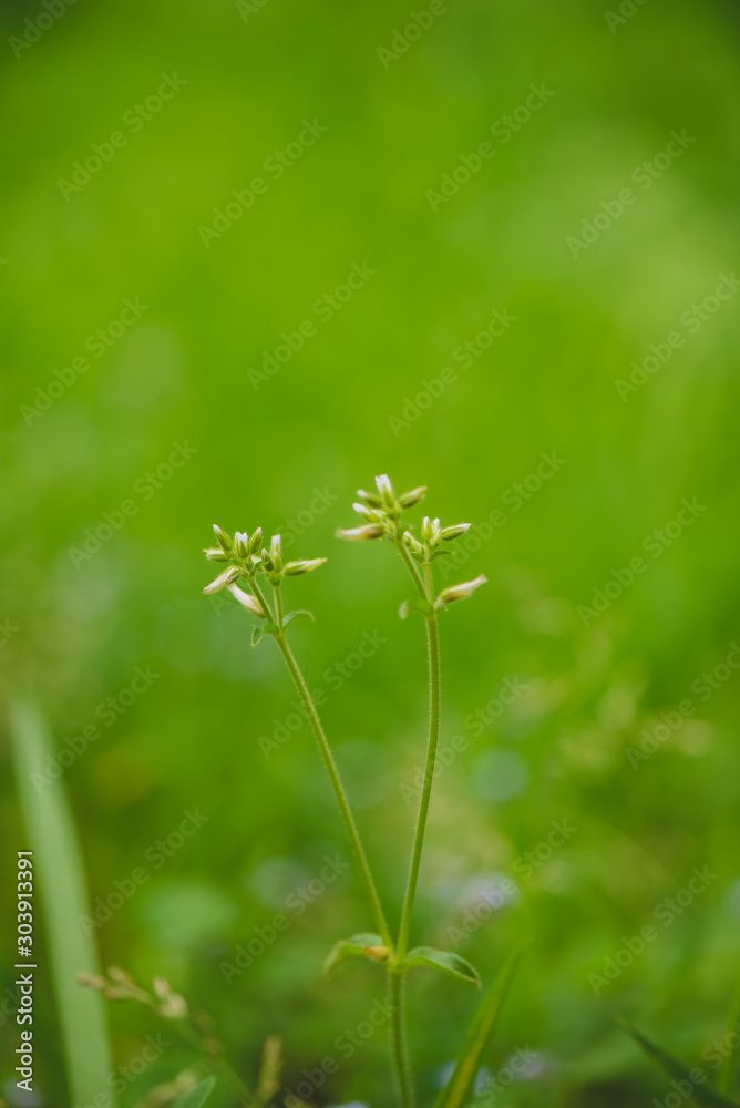PLANTA PLANTA