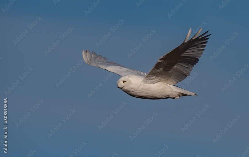 Obraz premium Snowy Owl