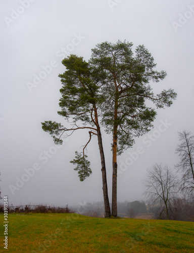 A tree in a glade against a thick fog.