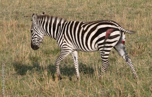 Zebra wounded