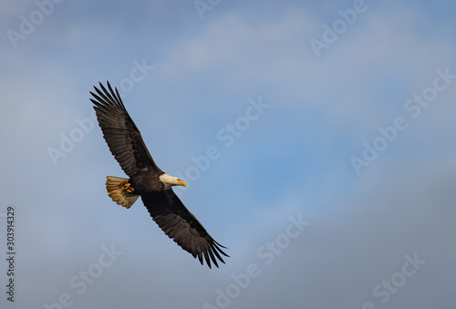 Bald Eagle in British Columbia  Canada 