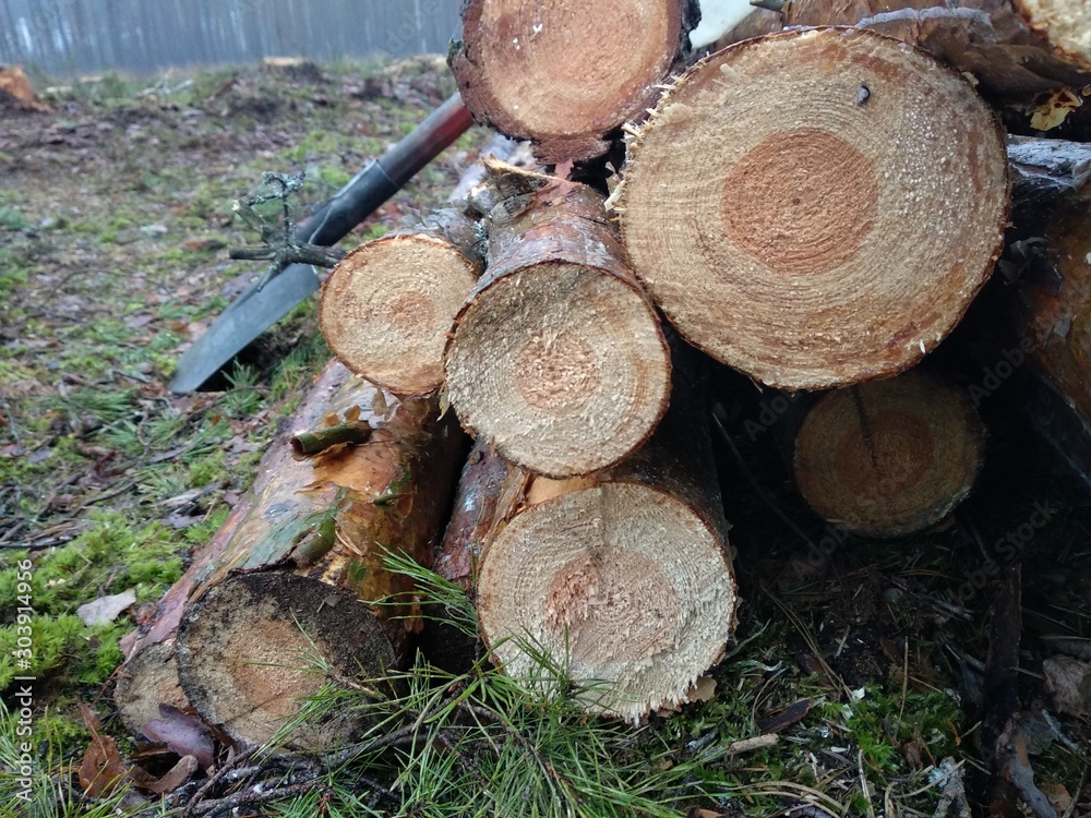 pile of wood logs