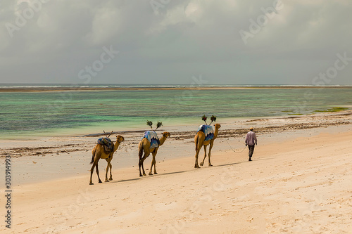 Diani  Mombasa  Kenya  Afrika oktober 13  2019 An African camel driver leads a small caravan against the background of palm trees along the ocean.