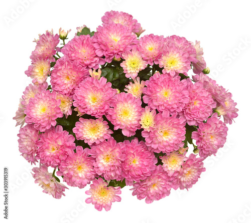 Chrysanthemum multiflora flowers pink in pot isolated on white background. Flat lay, top view