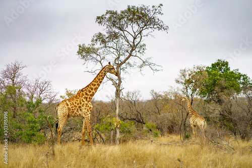 giraffes in kruger national park, mpumalanga, south africa 12
