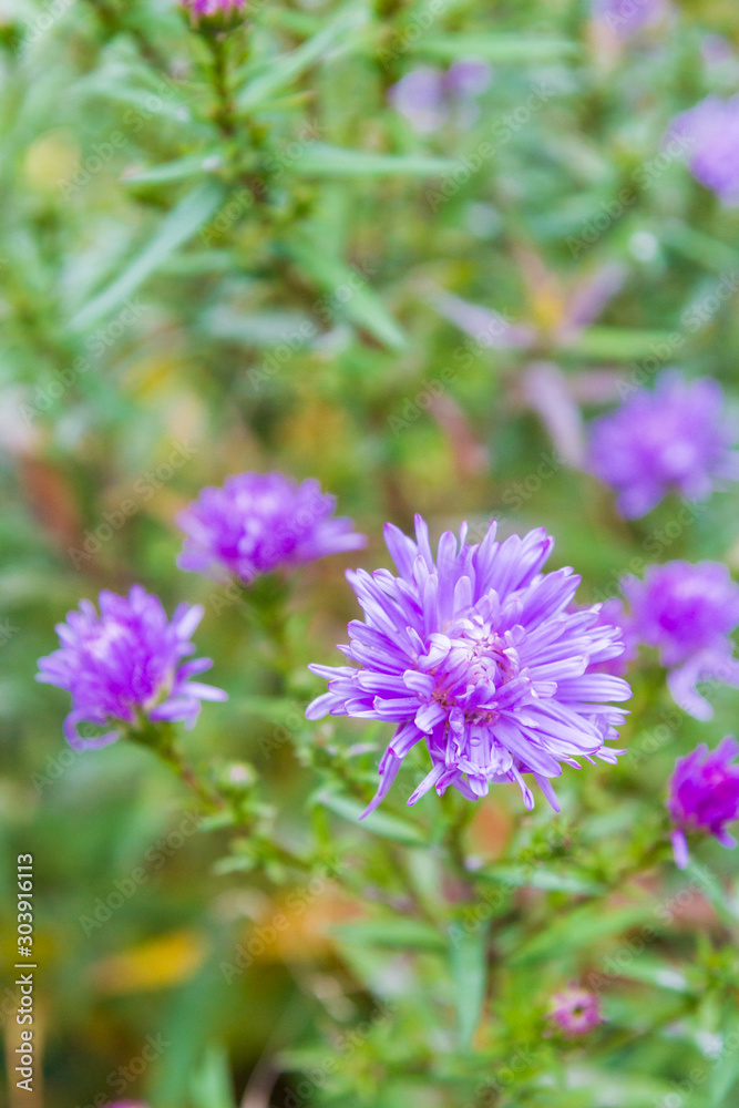 Garden bright beautiful purple flowers grow in autumn Garden bright beautiful purple flowers grow in autumn