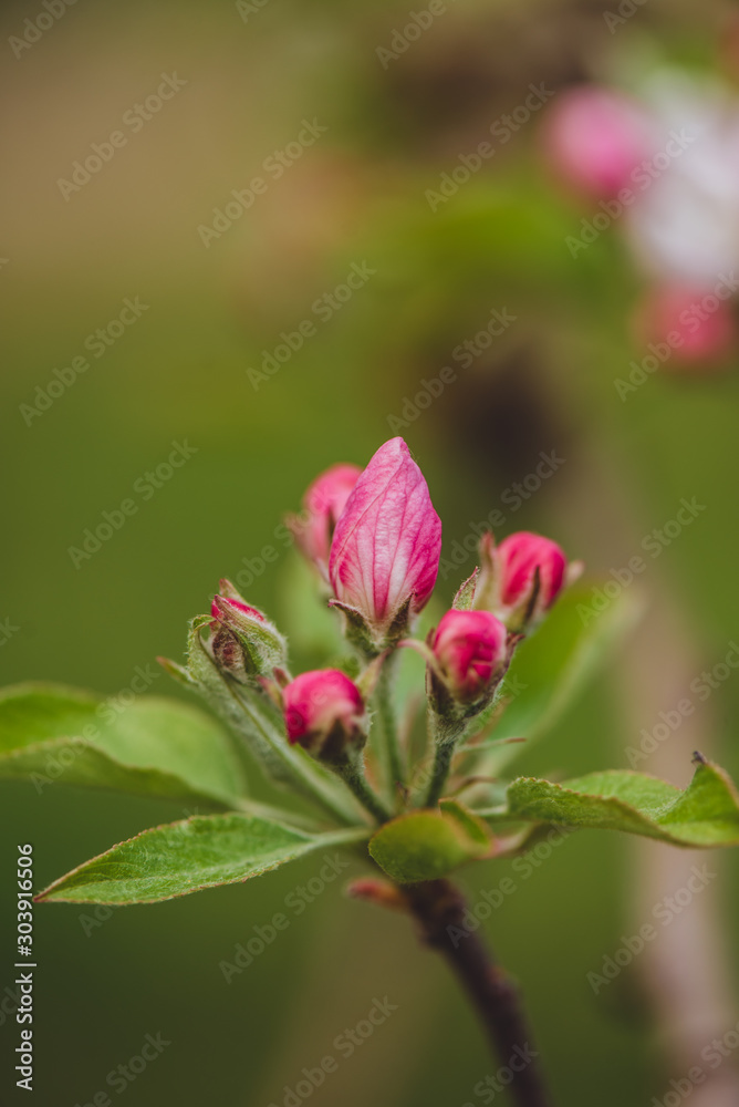 FLOR FLOR