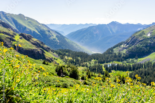 High angle view of valley with foreground of yellow wildflowers on trail to Ice lake near Silverton, Colorado in August 2019 summer