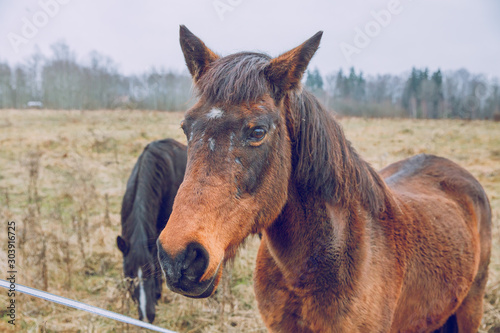 City Cesis  Latvia. Horses graze in the meadow and grass around. Travel photo. 18.11.2019.