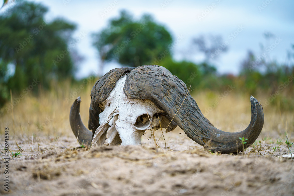 skull of african buffalo in kruger national park, mpumalanga, south africa 5 skull of african buffalo in kruger national park, mpumalanga, south africa 5