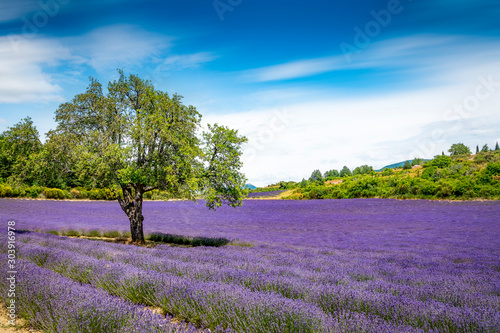 landscape with lavender fields