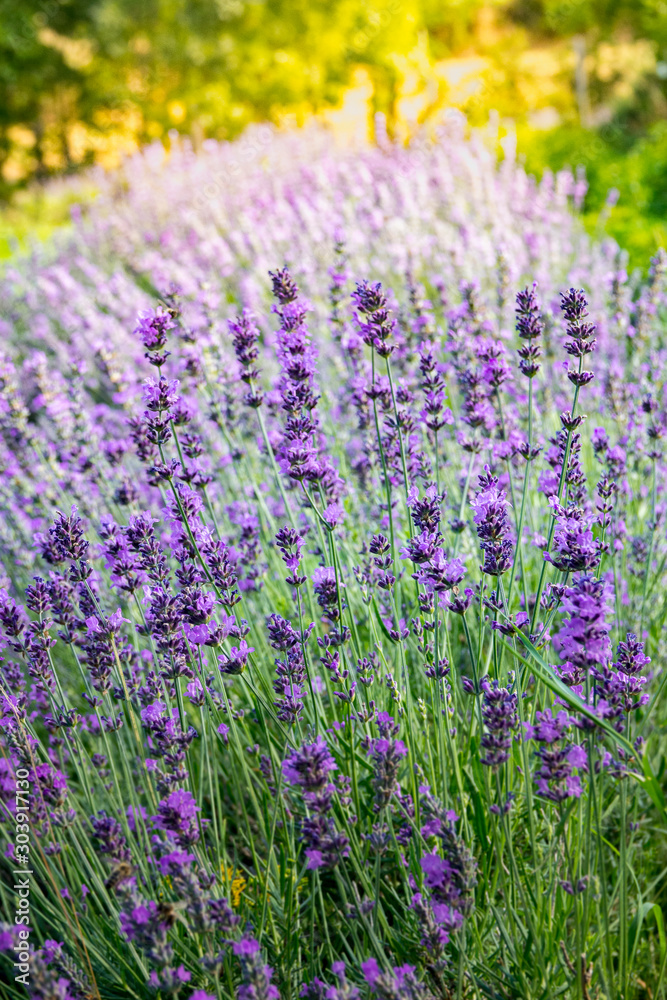 Obraz premium landscape with lavender fields