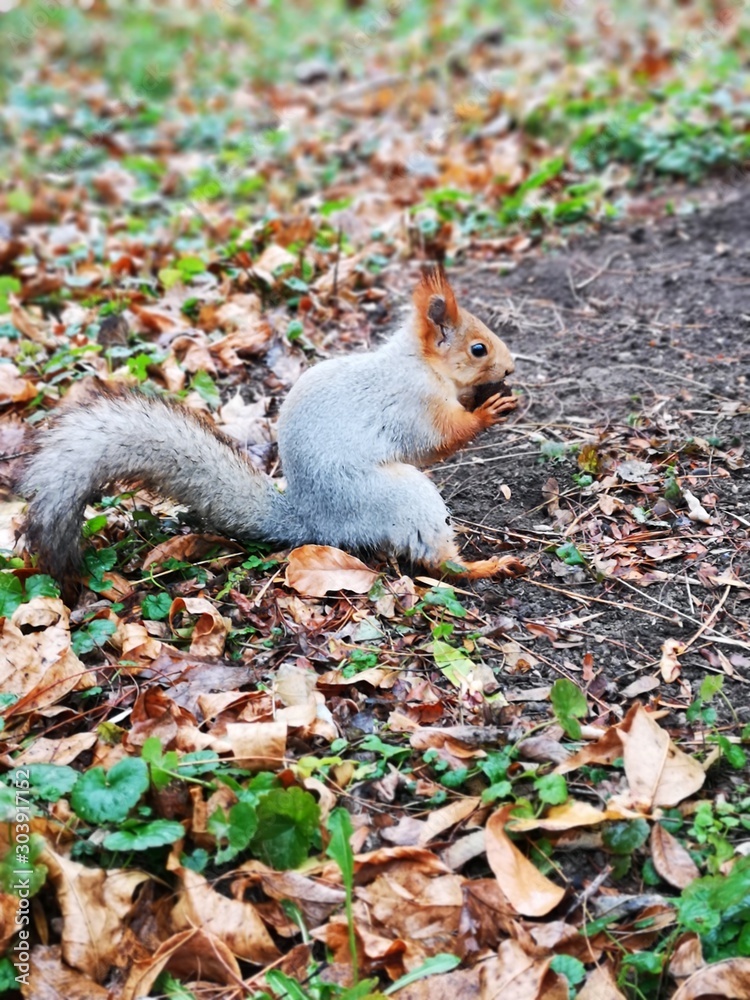Nice squirrel on the autumn ground Nice squirrel on the autumn ground