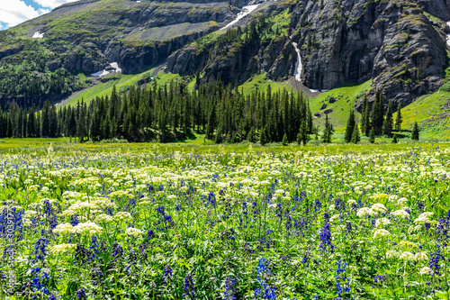 Fototapeta Naklejka Na Ścianę i Meble -  Open landscape view of white and blue wildflowers meadow on Ice lake trail near Silverton, Colorado in August 2019 summer