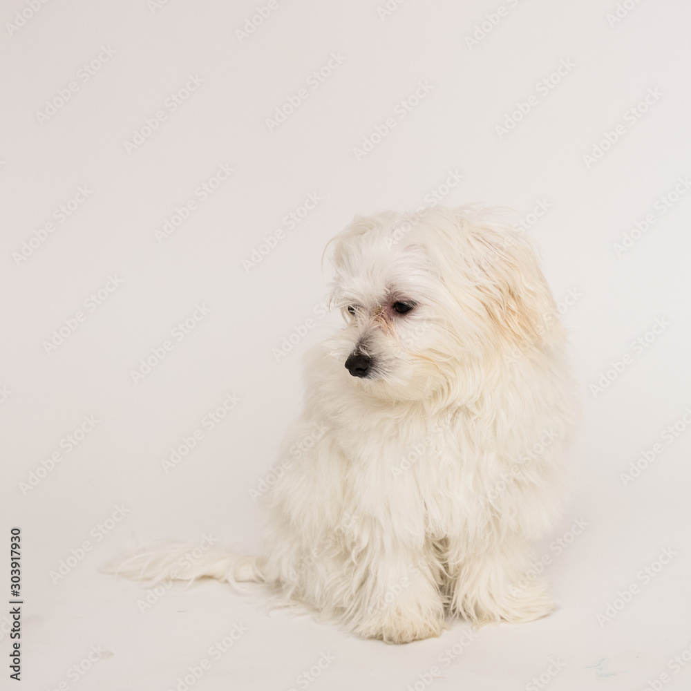 Maltese puppy Maltese puppy