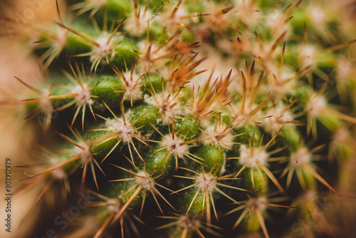 CACTUS