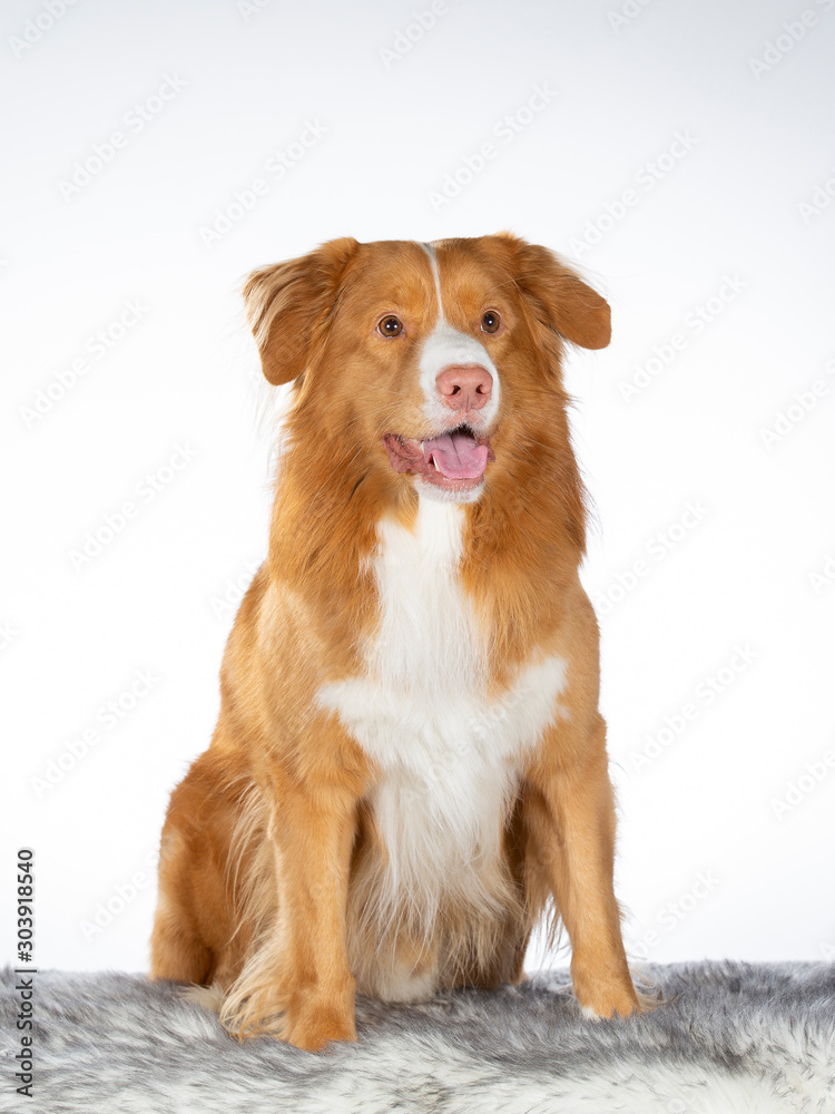 Nova Scotia duck tolling retriever portrait. Image taken in a studio with white background. isolated on white, copy space.