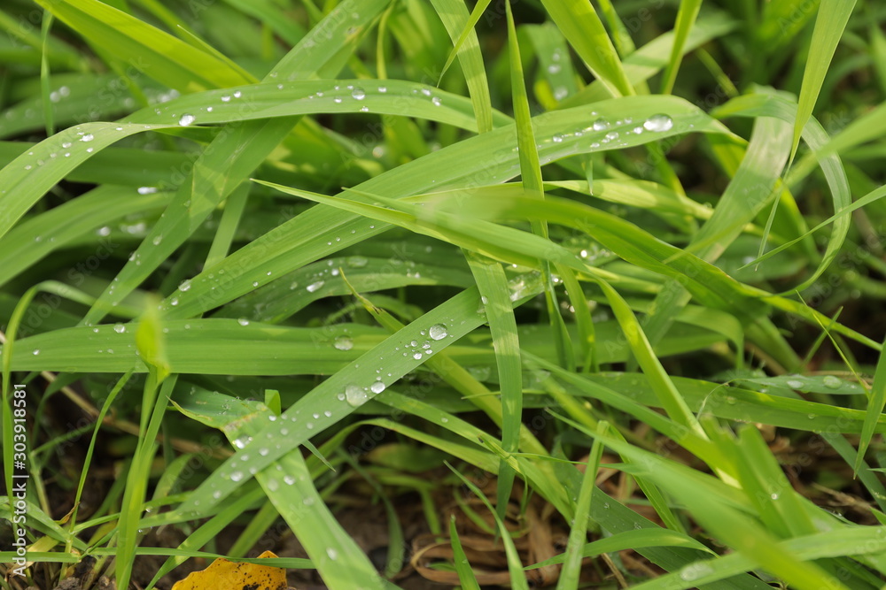 Close up green grass with water drops, background Close up green grass with water drops, background