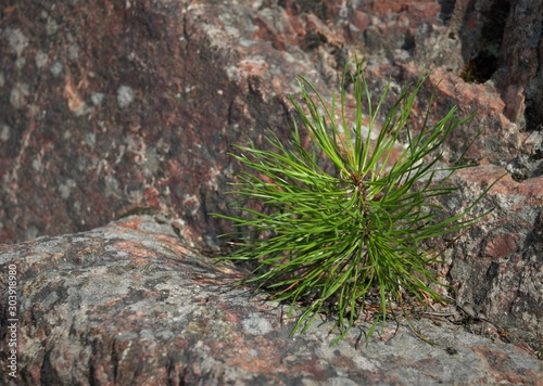 green plants growing on stones
